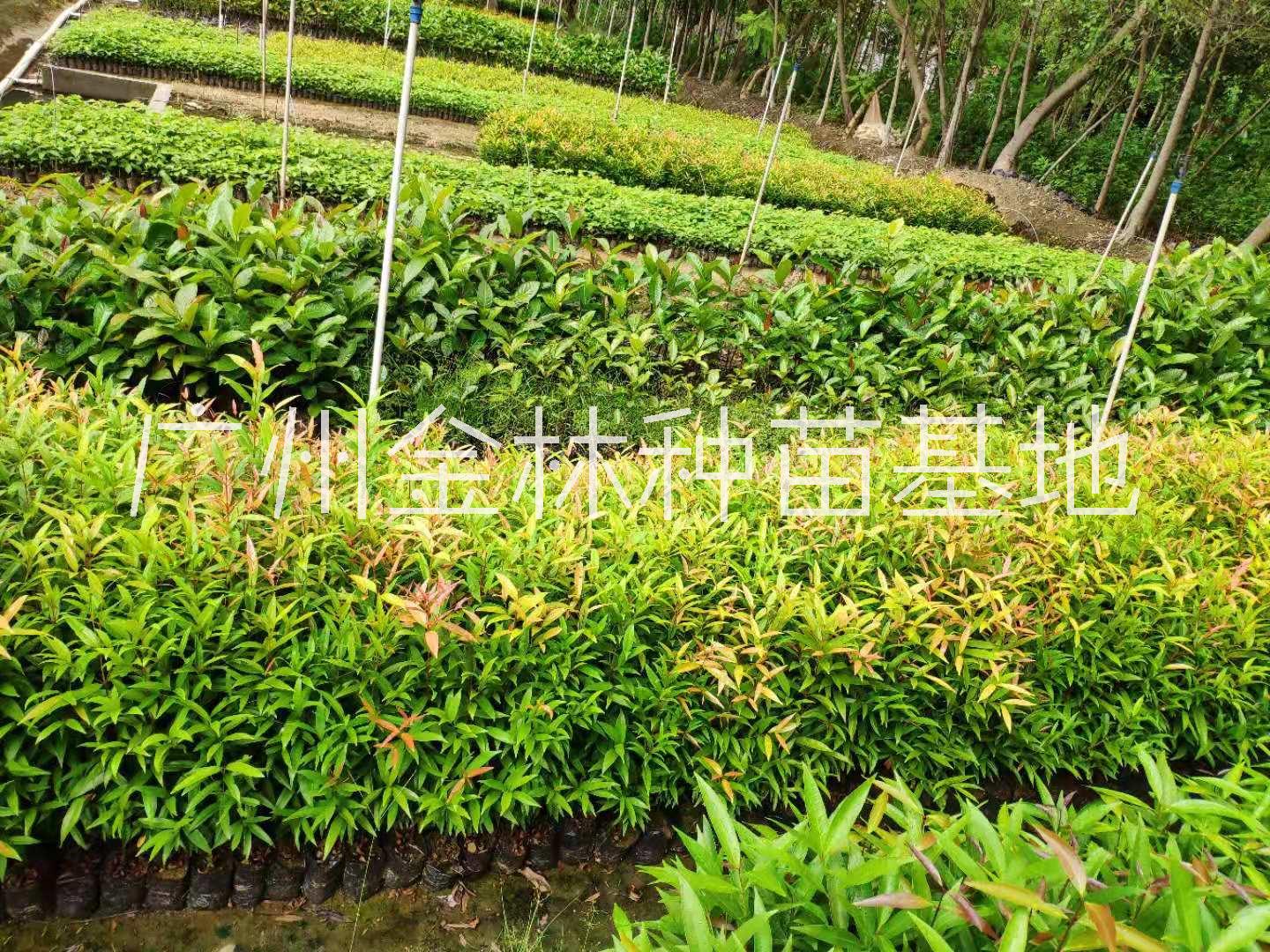 供應紅車種苗10-80公分高 廣東紅車種苗基地直銷量大批發(fā)價格* 紅車種苗