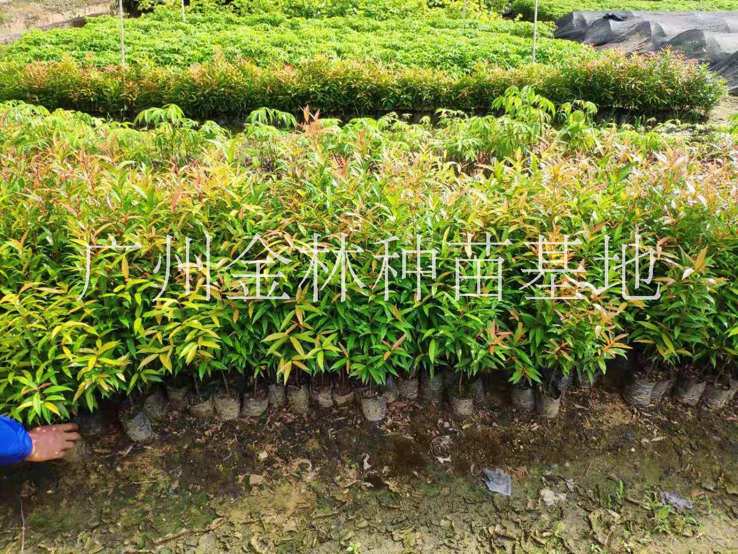 供應紅車種苗10-80公分高 廣東紅車種苗基地直銷量大批發(fā)價格* 紅車種苗