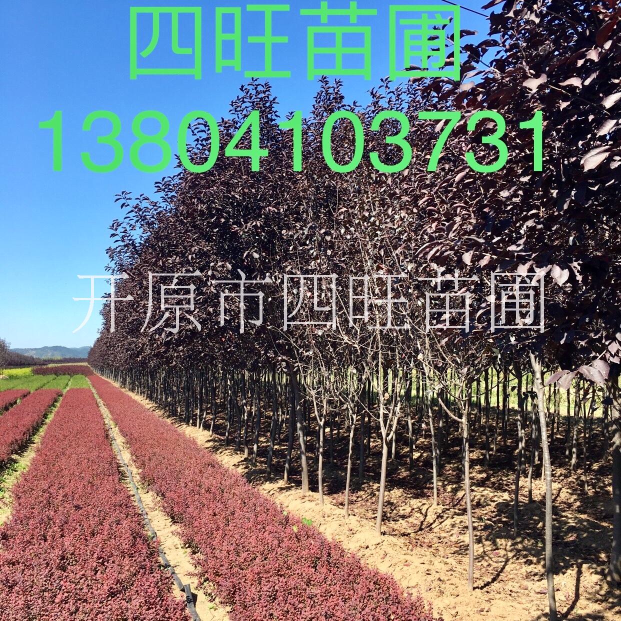 遼寧東北直銷(xiāo)紅葉李紫葉稠李1--8公分行道樹(shù)扦插小苗*惠