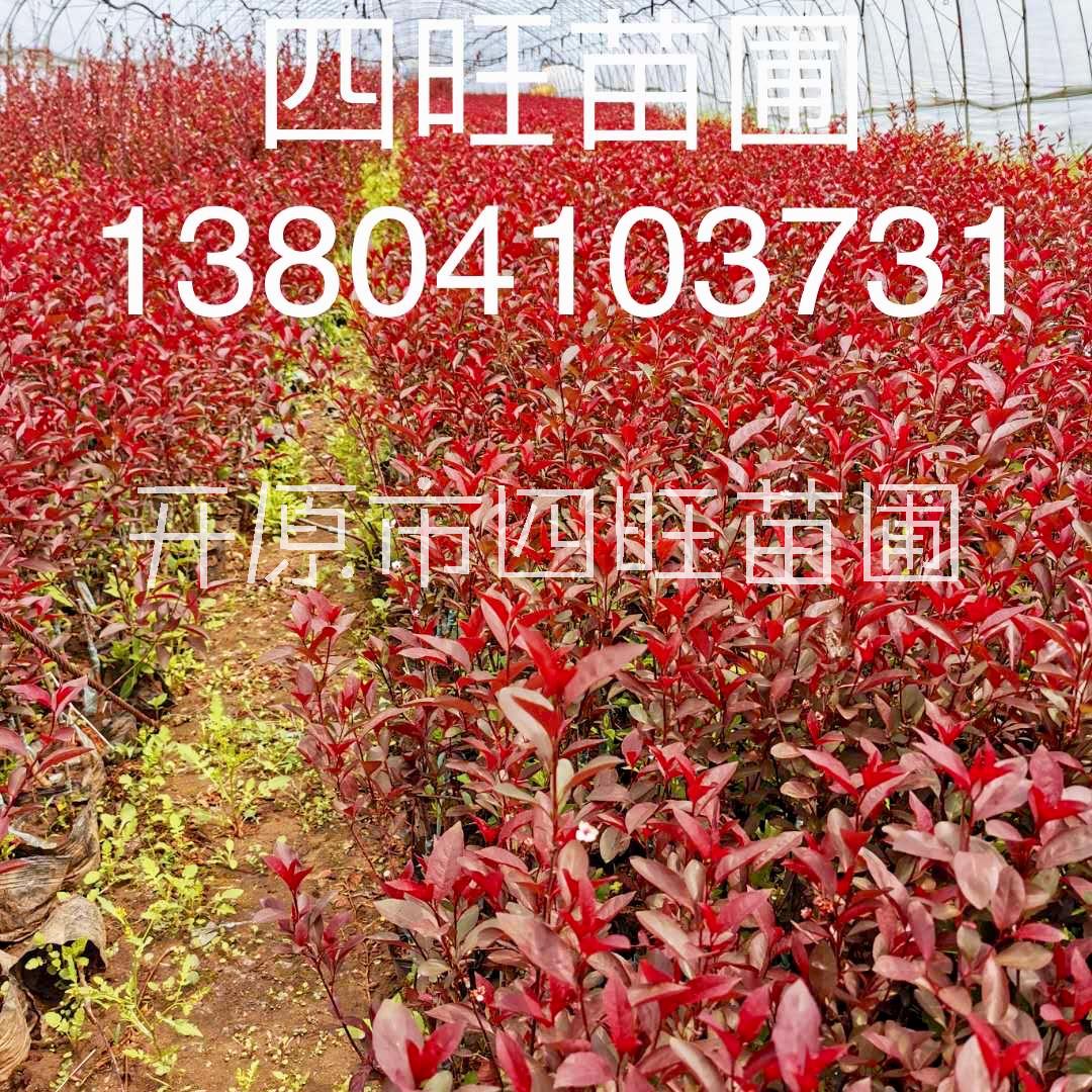 東北遼寧直銷叢生密枝紅葉李綠籬容器苗營養(yǎng)杯苗規(guī)格齊全價(jià)格便宜量大可詳談