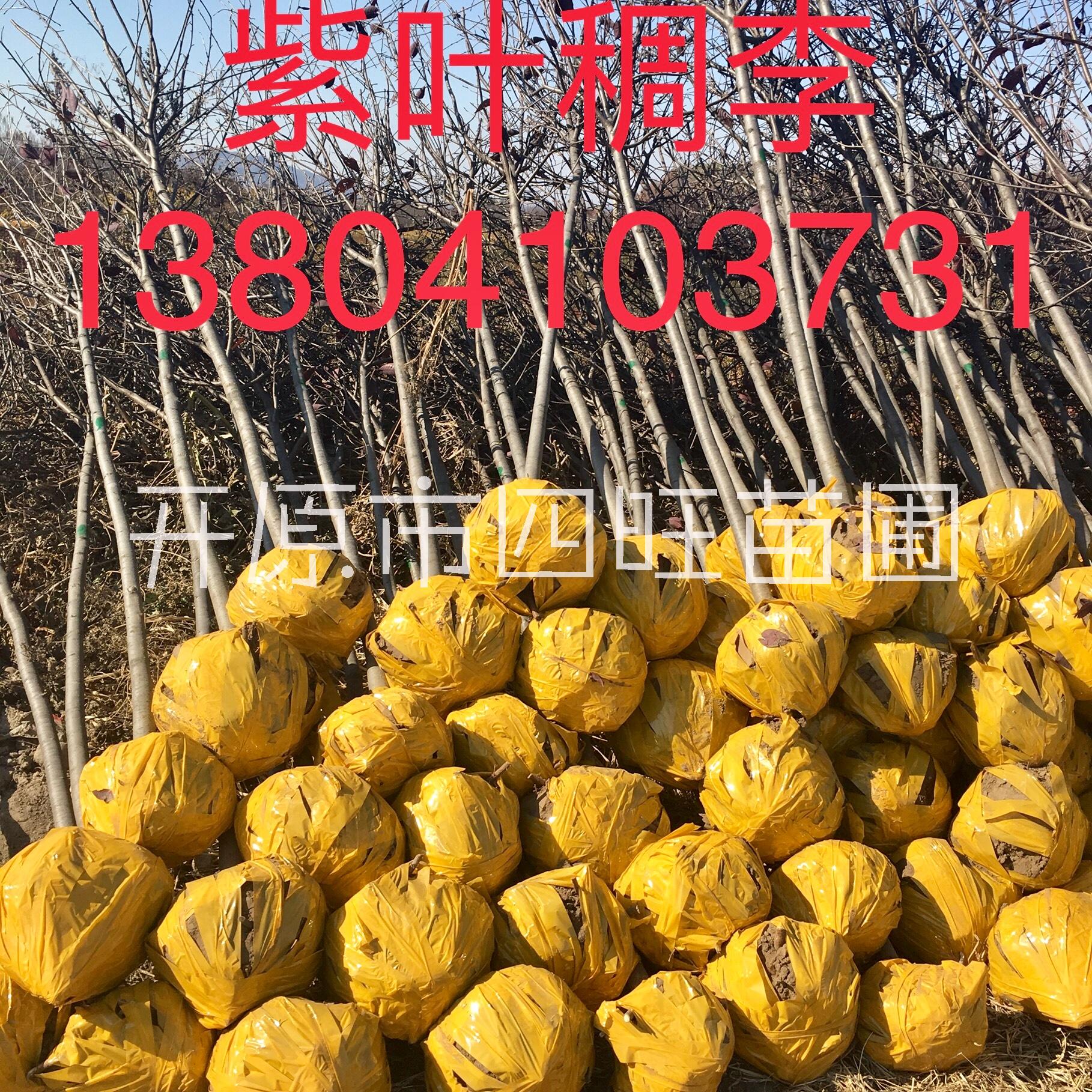 遼寧東北直銷(xiāo)紅葉李紫葉稠李1--8公分行道樹(shù)扦插小苗*惠