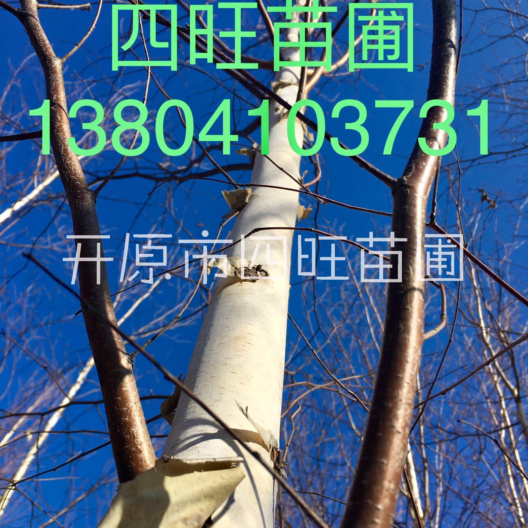 遼寧東北供應(yīng)白樺林叢生白樺小苗大樹價(jià)格量大可詳談