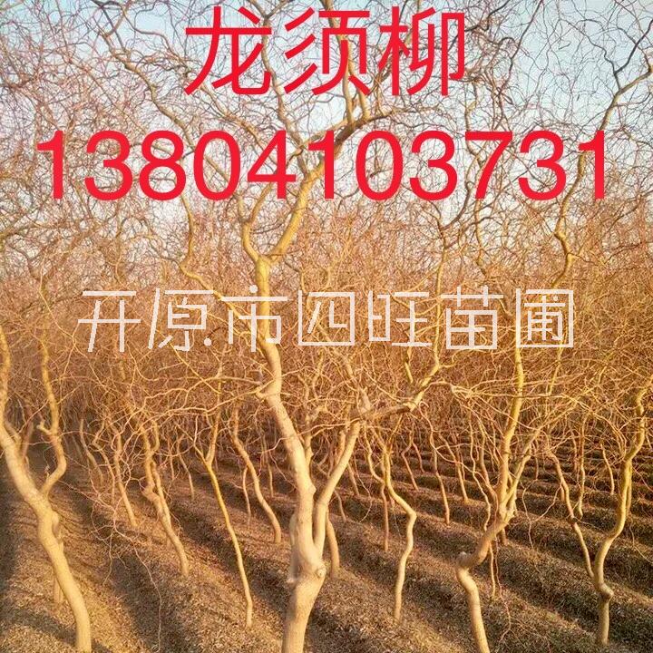 東北 遼寧直銷金枝柳 金枝垂柳 大樹金絲柳 接穗價格合理規(guī)格齊全