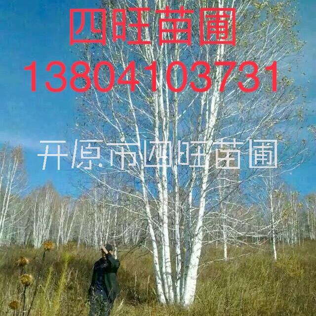 遼寧東北供應(yīng)白樺林叢生白樺小苗大樹價(jià)格量大可詳談