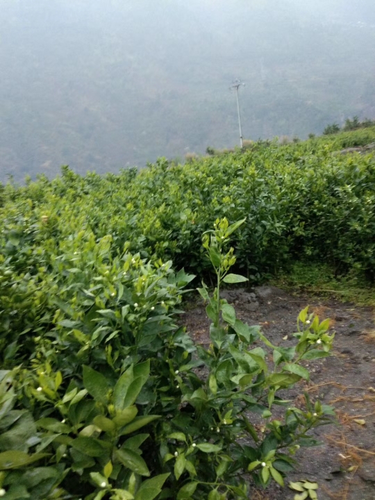黃果柑樹苗 一年苗