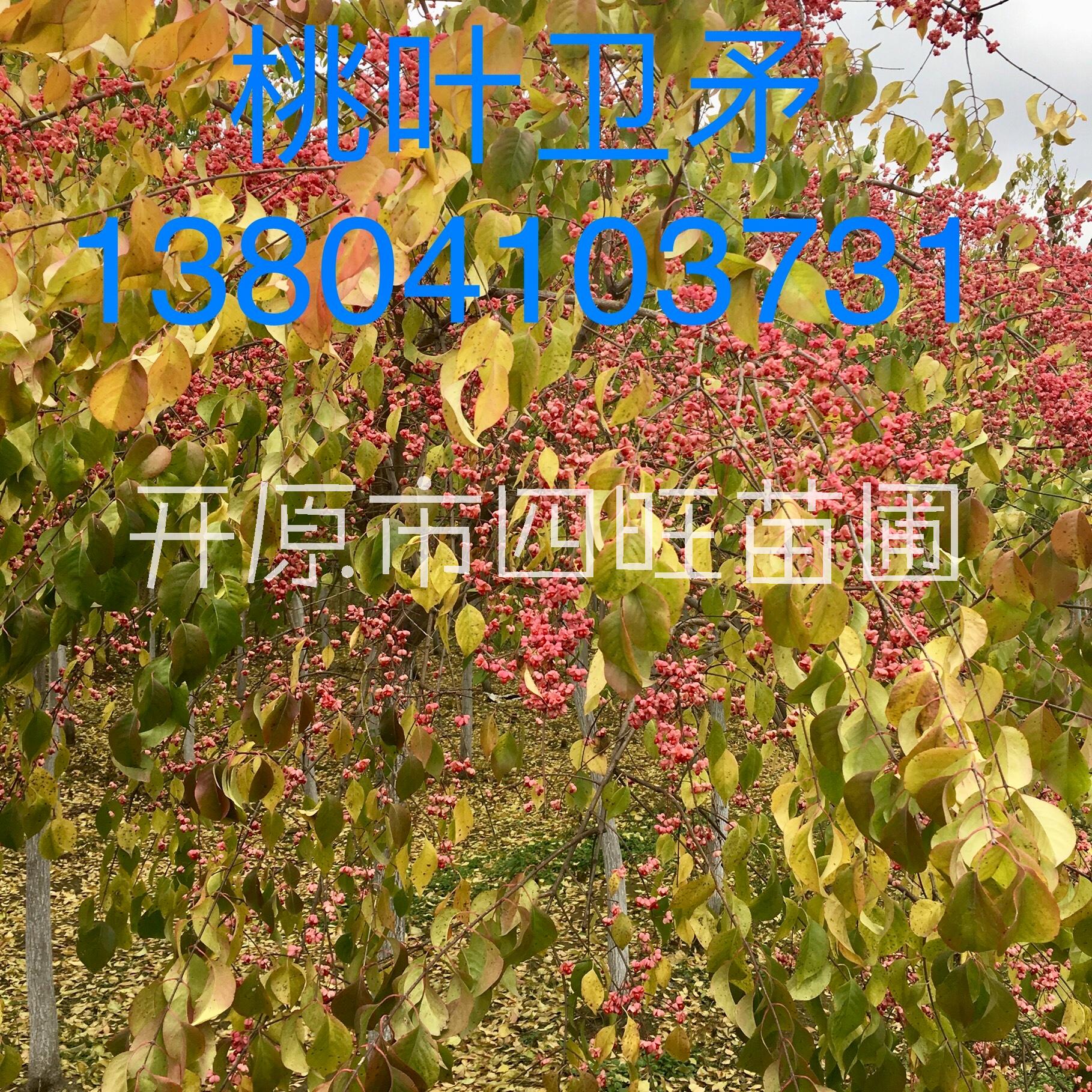 供應東北遼寧開原桃葉衛(wèi)矛 金葉絲綿木工程苗木種子小苗*惠