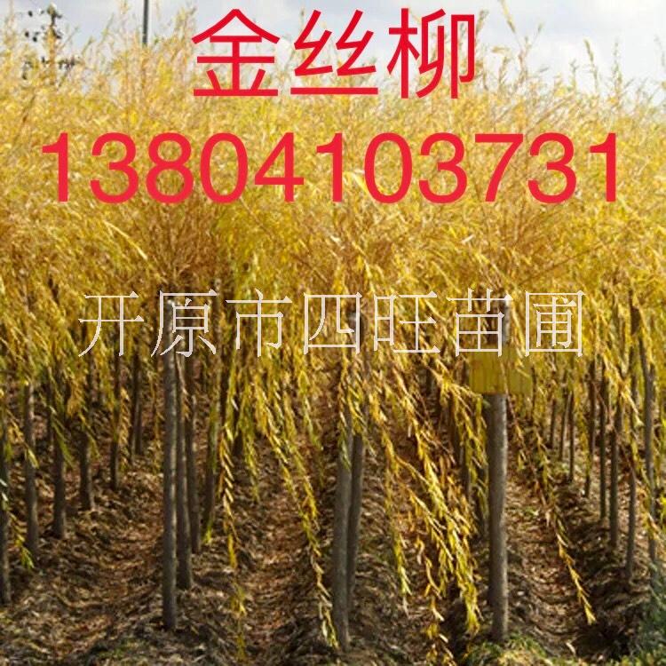 東北 遼寧直銷金枝柳 金枝垂柳 大樹金絲柳 接穗價格合理規(guī)格齊全