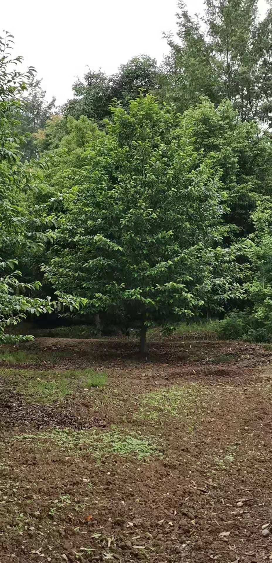 樂昌含笑樹出售   市政工程綠化樂昌含笑   四川成都*出售樂昌含笑