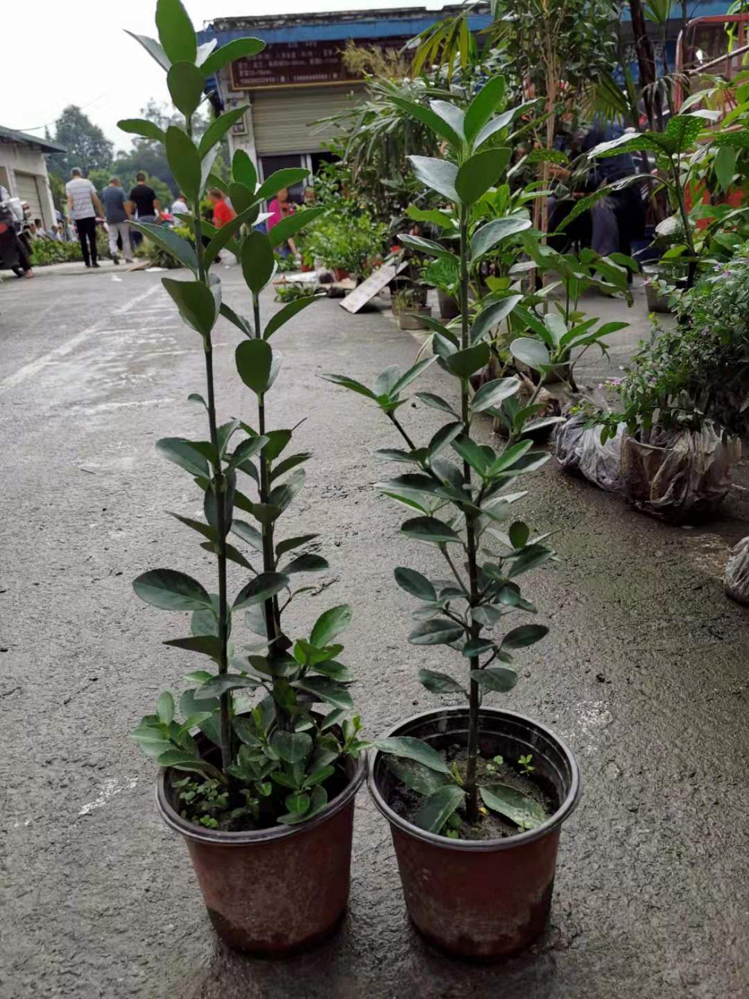 大葉黃楊球     大葉黃楊杯苗        大葉黃楊地苗       大葉黃楊基地