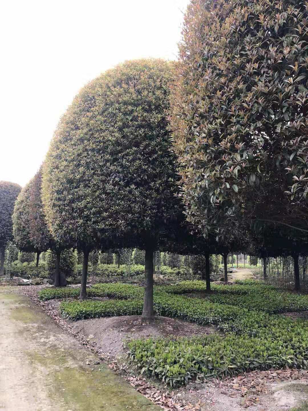 成都溫江哪里有桂花樹(shù)賣(mài)-基地直銷(xiāo)批發(fā)價(jià)