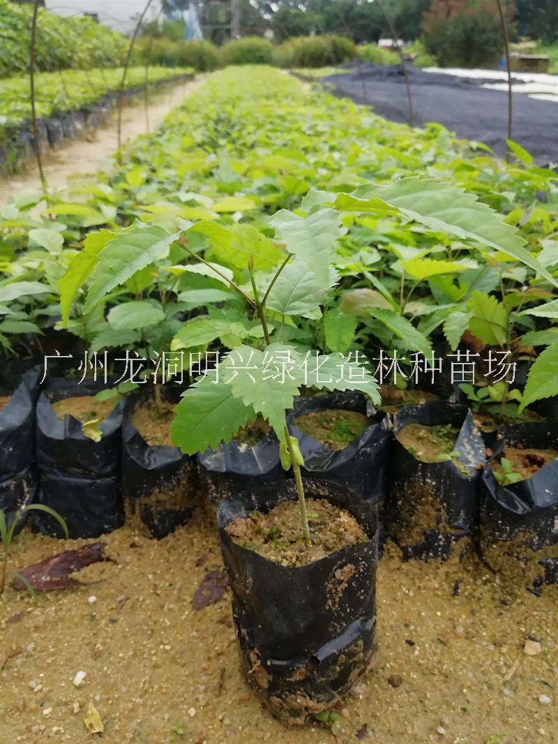 廣州紫花楓鈴木小苗基地直銷供應(yīng)商批發(fā)報價-基地*價格