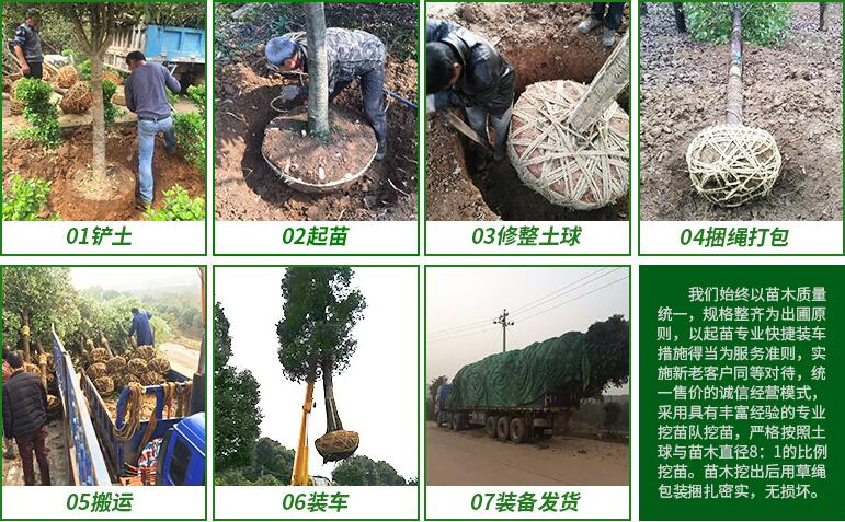 北京欒樹綠化苗木基地，天津欒樹綠化苗木，綠化欒樹小苗