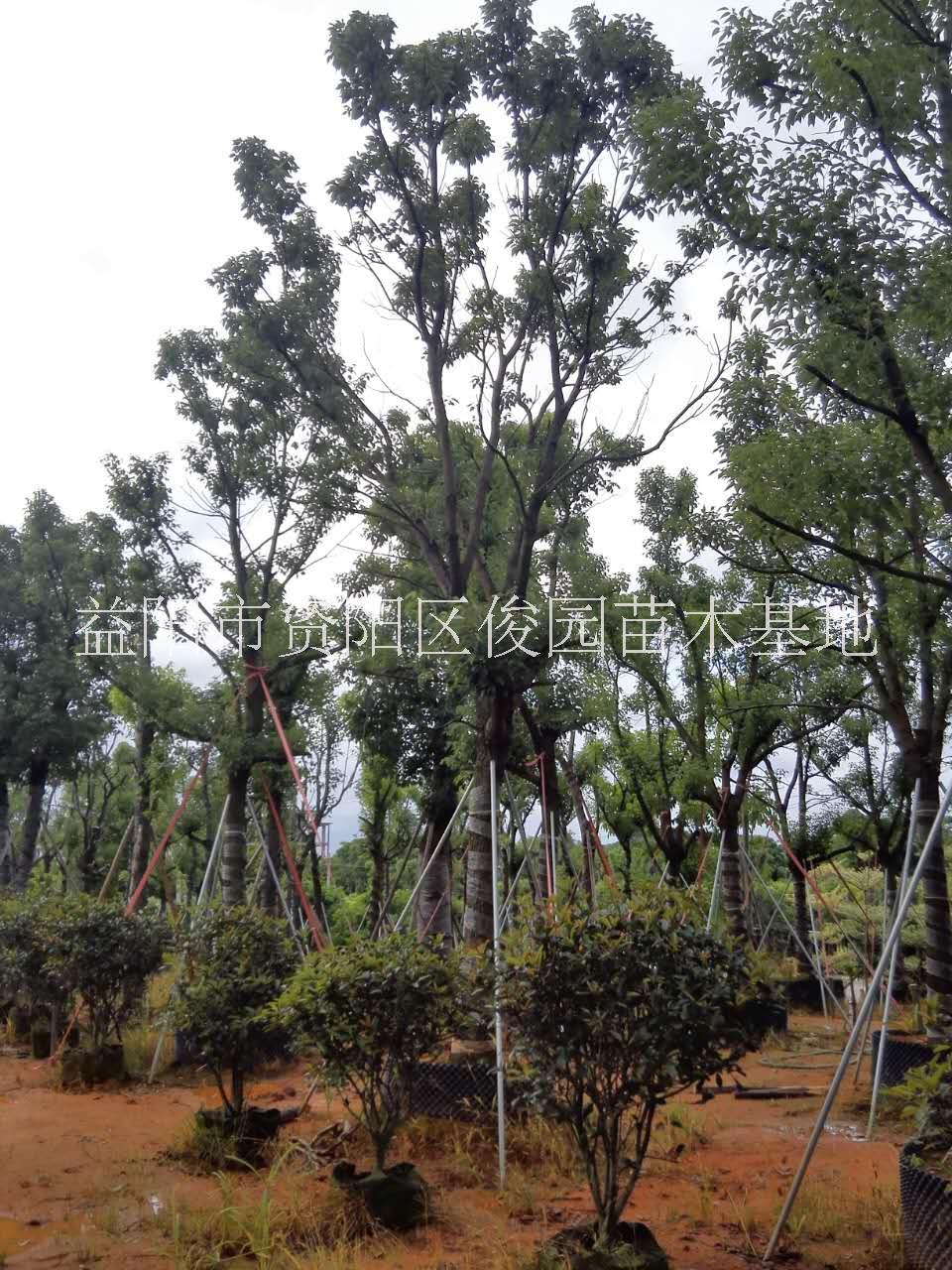 湖南資陽3公分香樟價格，益陽香樟小苗價格，益陽香樟綠化苗木