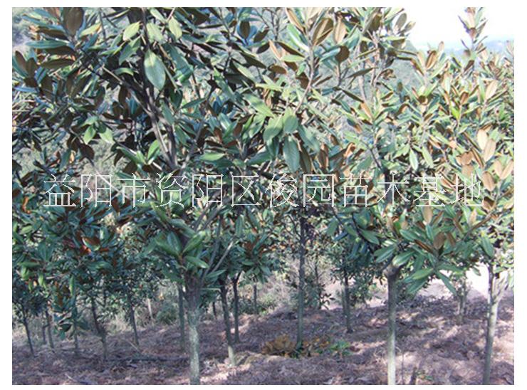 成都大量批發(fā)廣玉蘭，四川批發(fā)廣玉蘭，供應(yīng)廣玉蘭苗