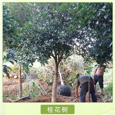 湖南八月桂花樹(shù)苗批發(fā)價(jià)格，桂花苗苗圃產(chǎn)地直銷報(bào)價(jià)，桂花苗供應(yīng)商電話