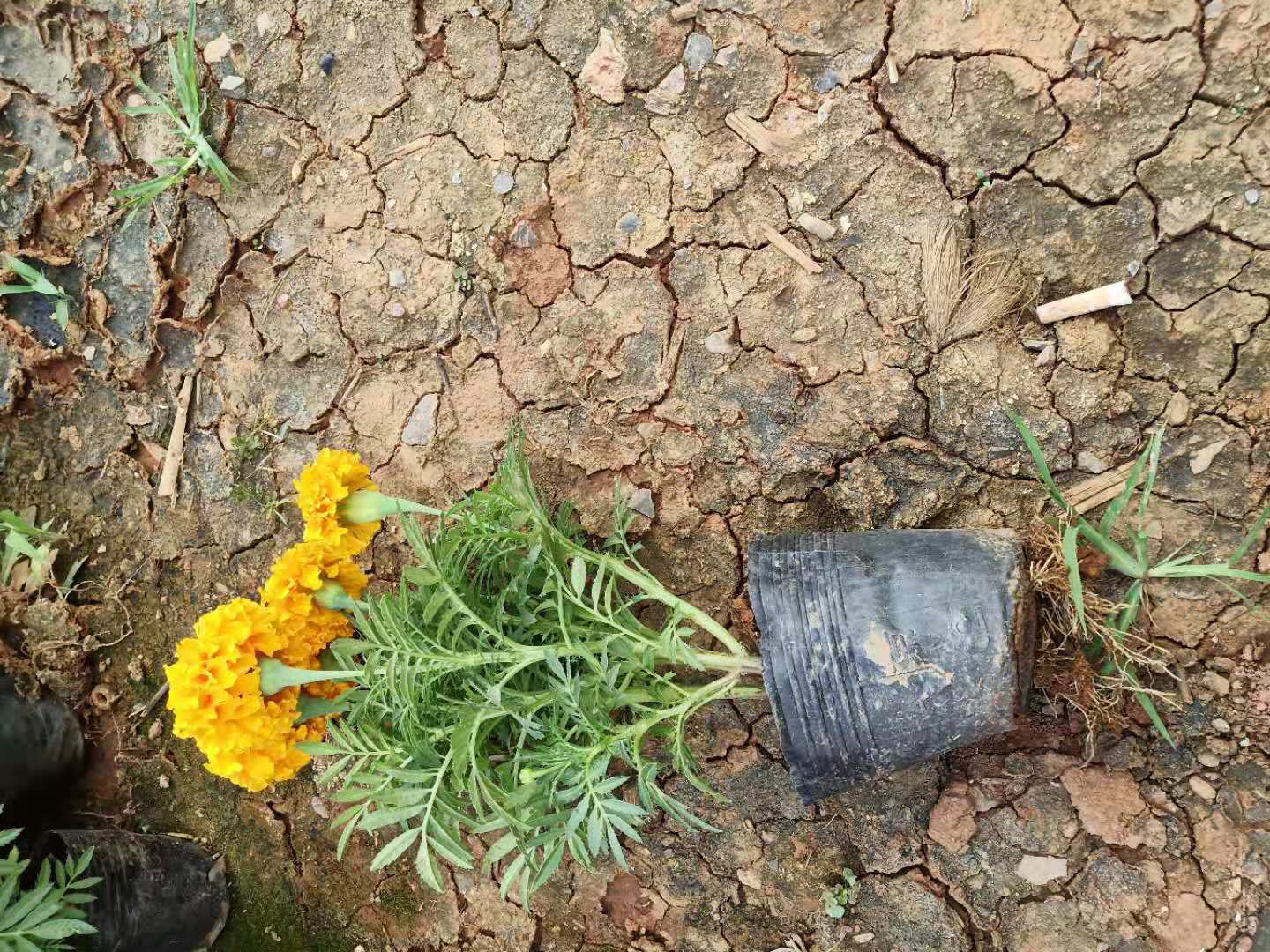 萬壽菊小杯苗。云南萬壽菊小苗批發(fā)。云南綠化苗木萬壽菊