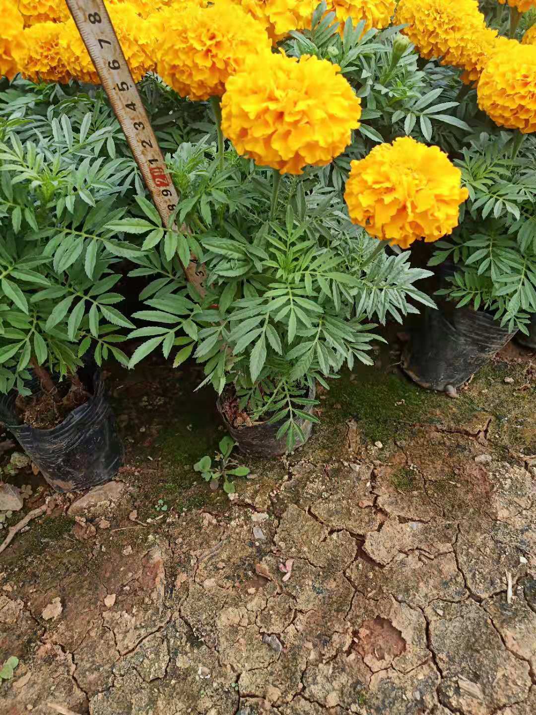 萬壽菊小杯苗。云南萬壽菊小苗批發(fā)。云南綠化苗木萬壽菊