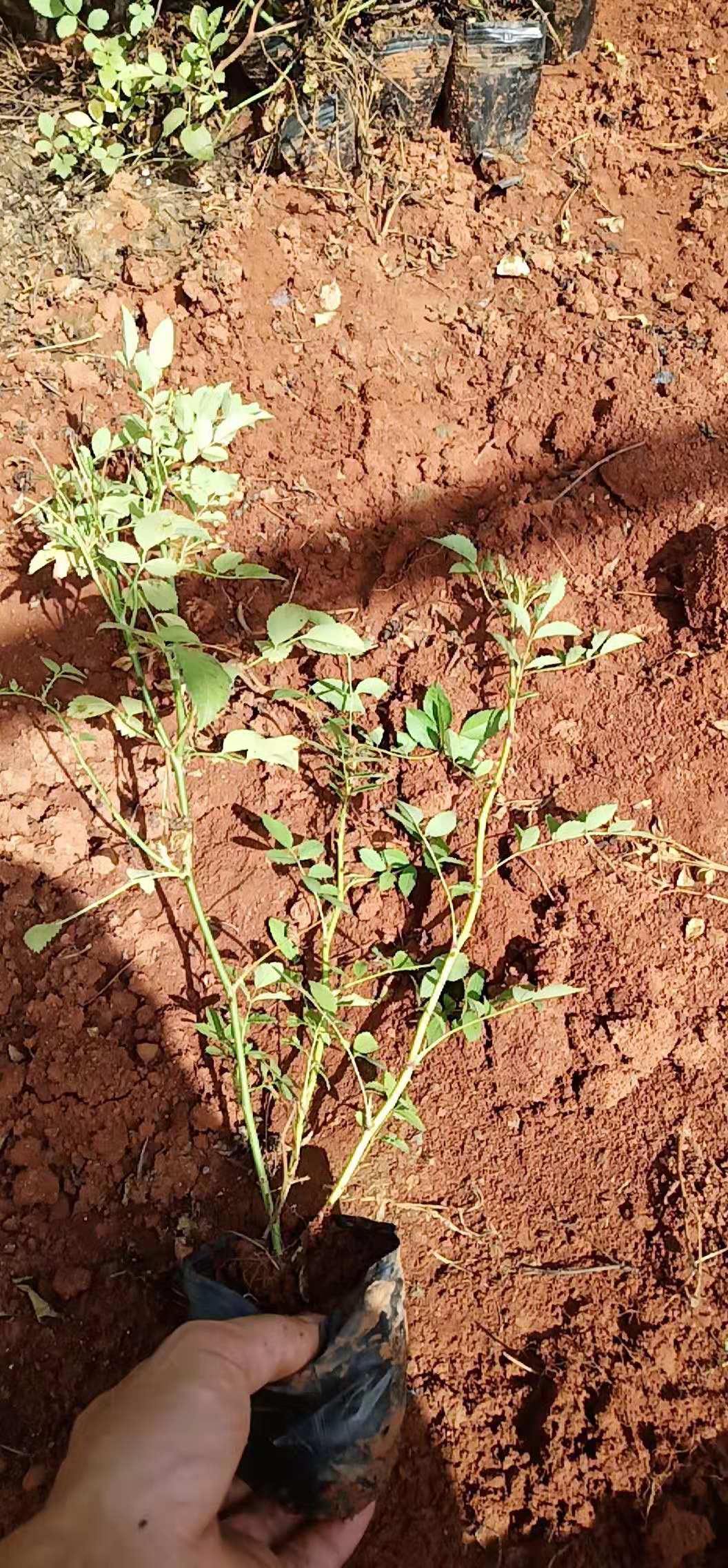 風花月季小杯苗。云南風花月季種植基地。云南風花月季批發(fā)價格
