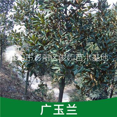 益陽(yáng)廣玉蘭20公分價(jià)格，6公分廣玉蘭價(jià)格，13公分廣玉蘭直銷