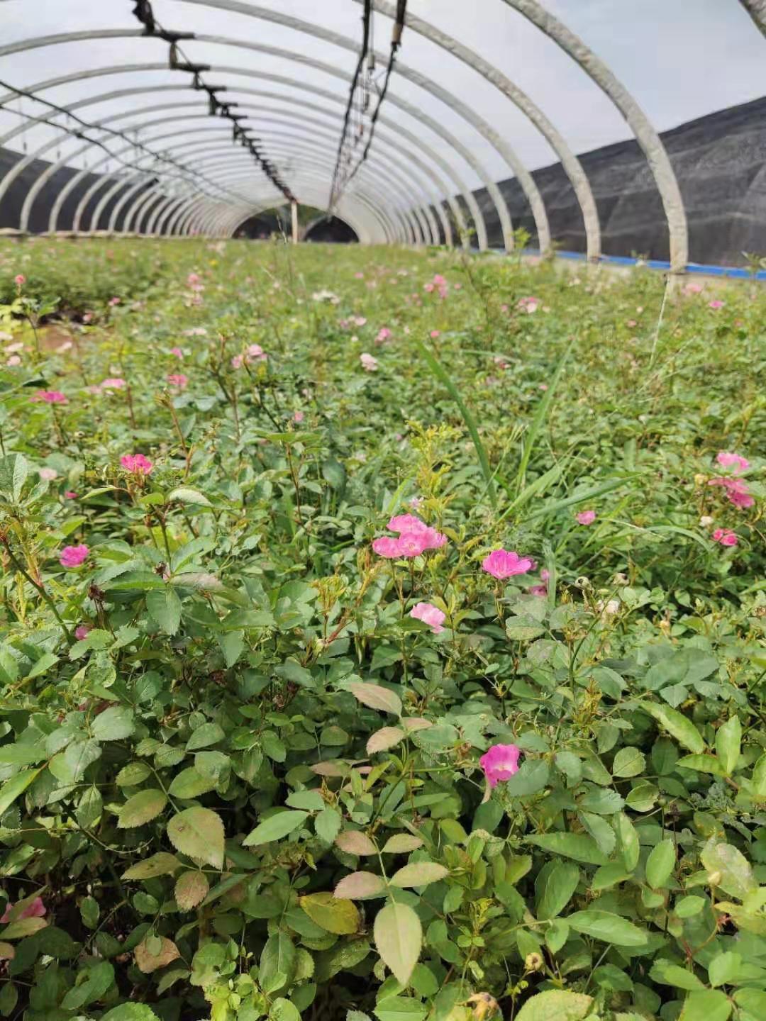 風花月季小杯苗。云南風花月季種植基地。云南風花月季批發(fā)價格
