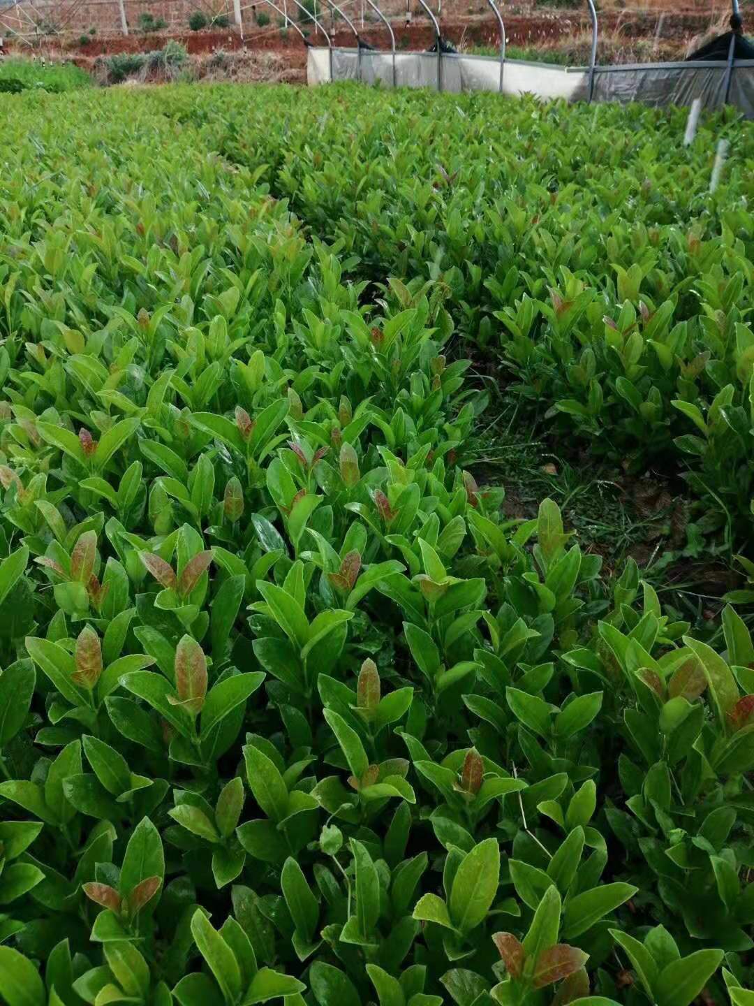 歐洲夾迷小杯苗 歐洲夾迷種植基地  云南歐洲夾迷批發(fā)價格