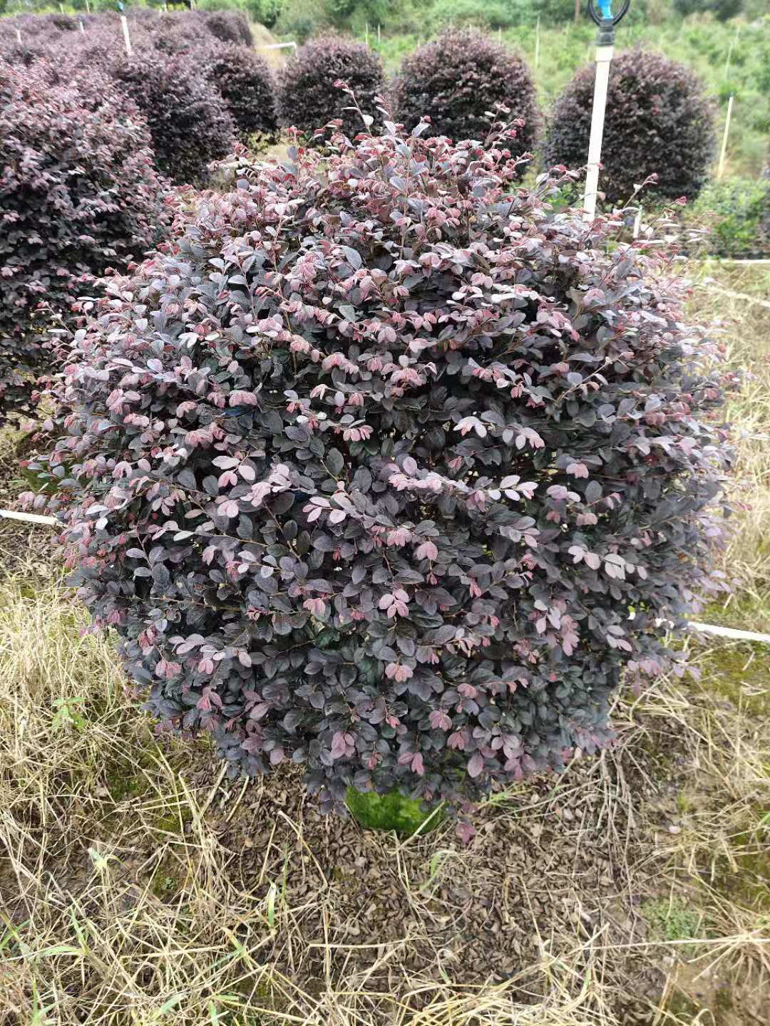 廣西紅繼木球批發(fā)基地/優(yōu)質(zhì)供應(yīng)商