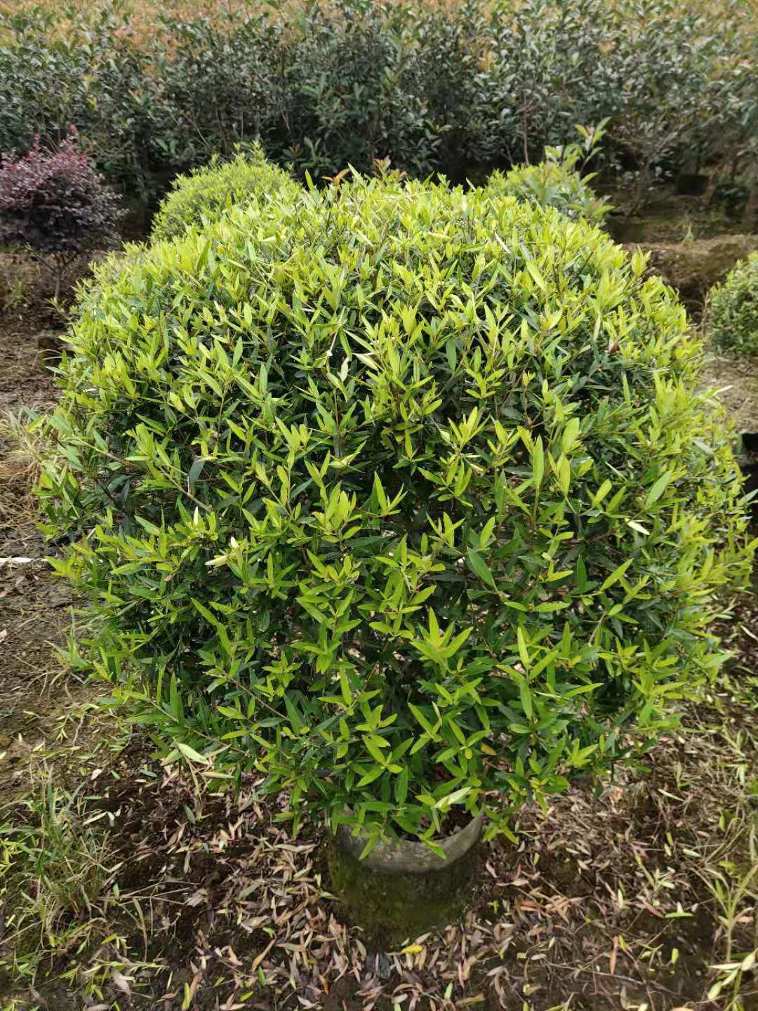 廣西木樨欖球種植基地-廣西桂林木樨欖球批發(fā)價格【廣西陽朔飛鷹苗木基地】