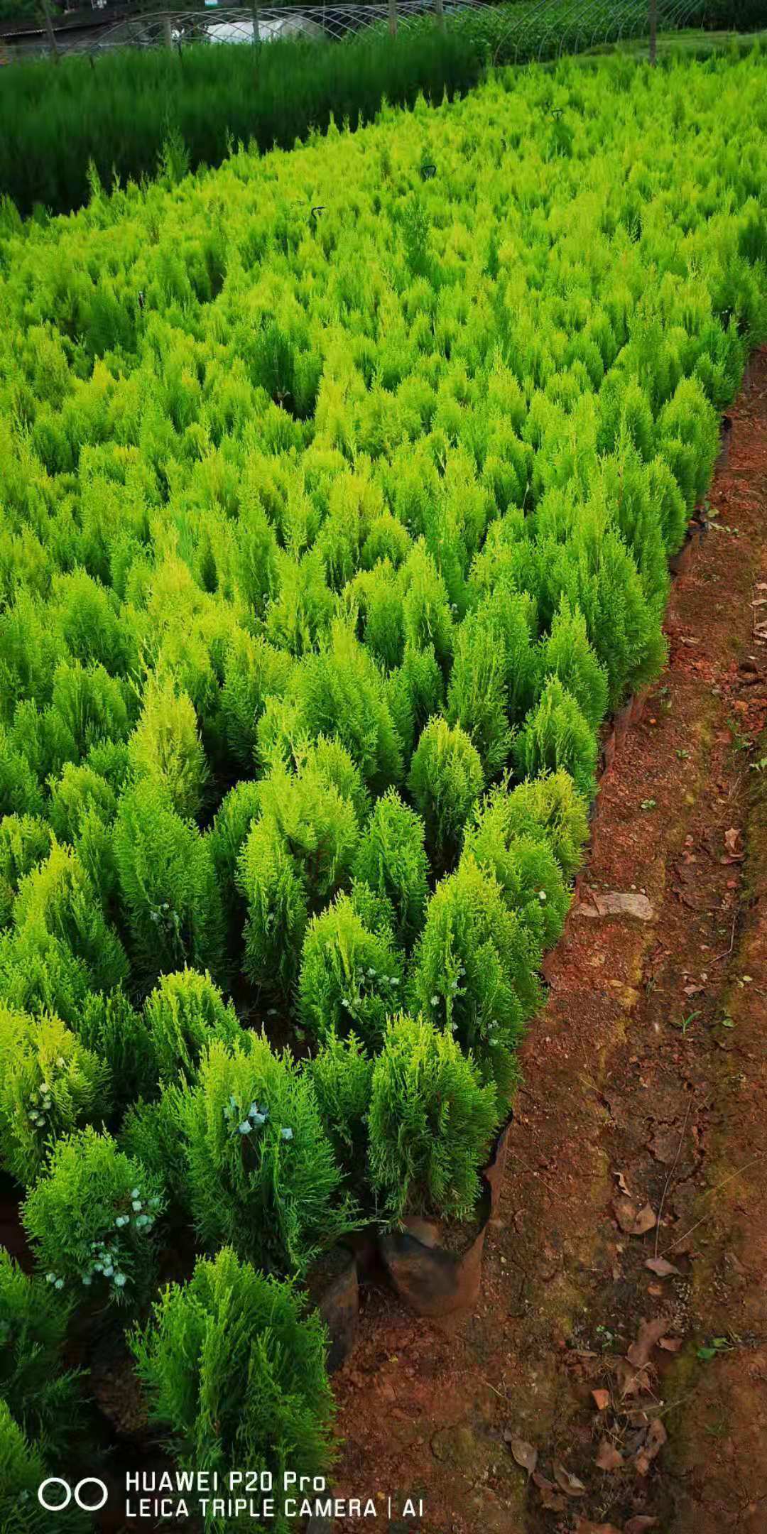 灑金柏種植基地，塔柏圓柏藏柏。柏樹批發(fā)