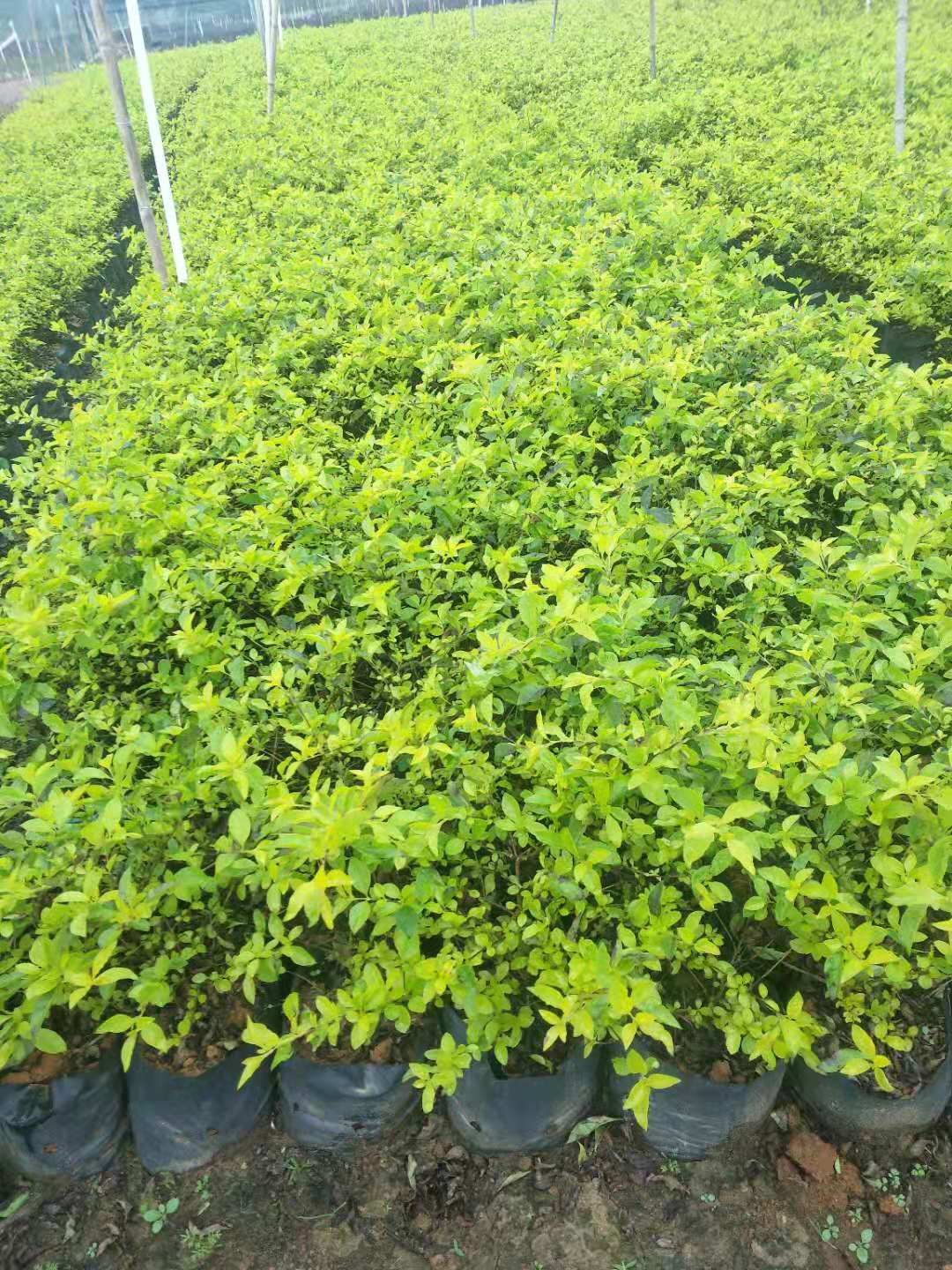 廣西黃素梅苗種植基地-廣西桂林黃素梅批發(fā)價格表【廣西陽朔飛鷹苗木基地】