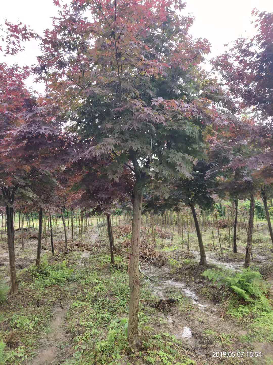 廣西桂林紅葉李種植基地-廣西桂林紅葉李批發(fā)價格【廣西陽朔飛鷹苗木基地】