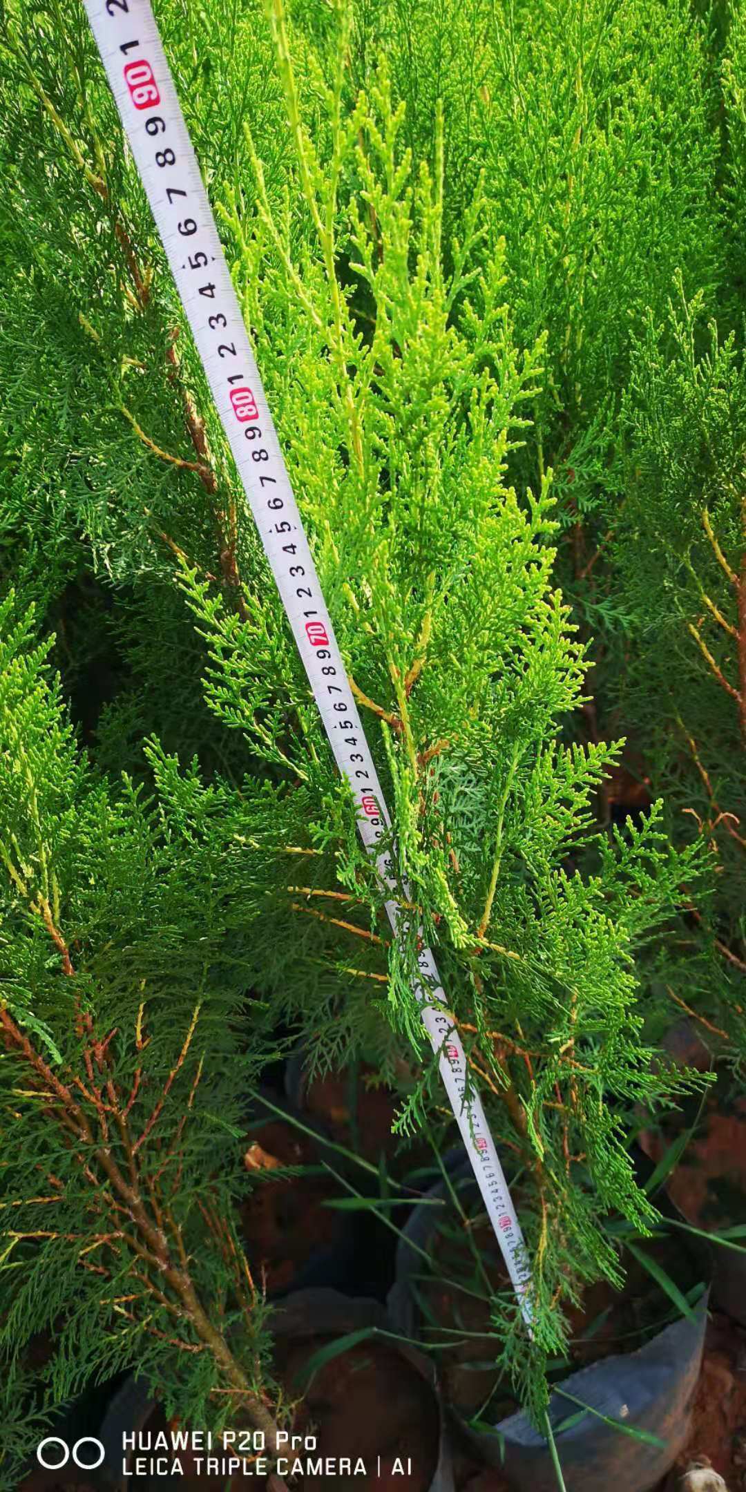 灑金柏種植基地，塔柏圓柏藏柏。柏樹批發(fā)