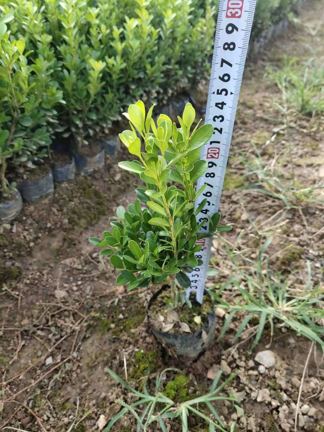 廣西瓜子黃楊苗種植基地-廣西桂林瓜子黃楊苗批發(fā)價格表【廣西桂林飛鷹苗木基地】