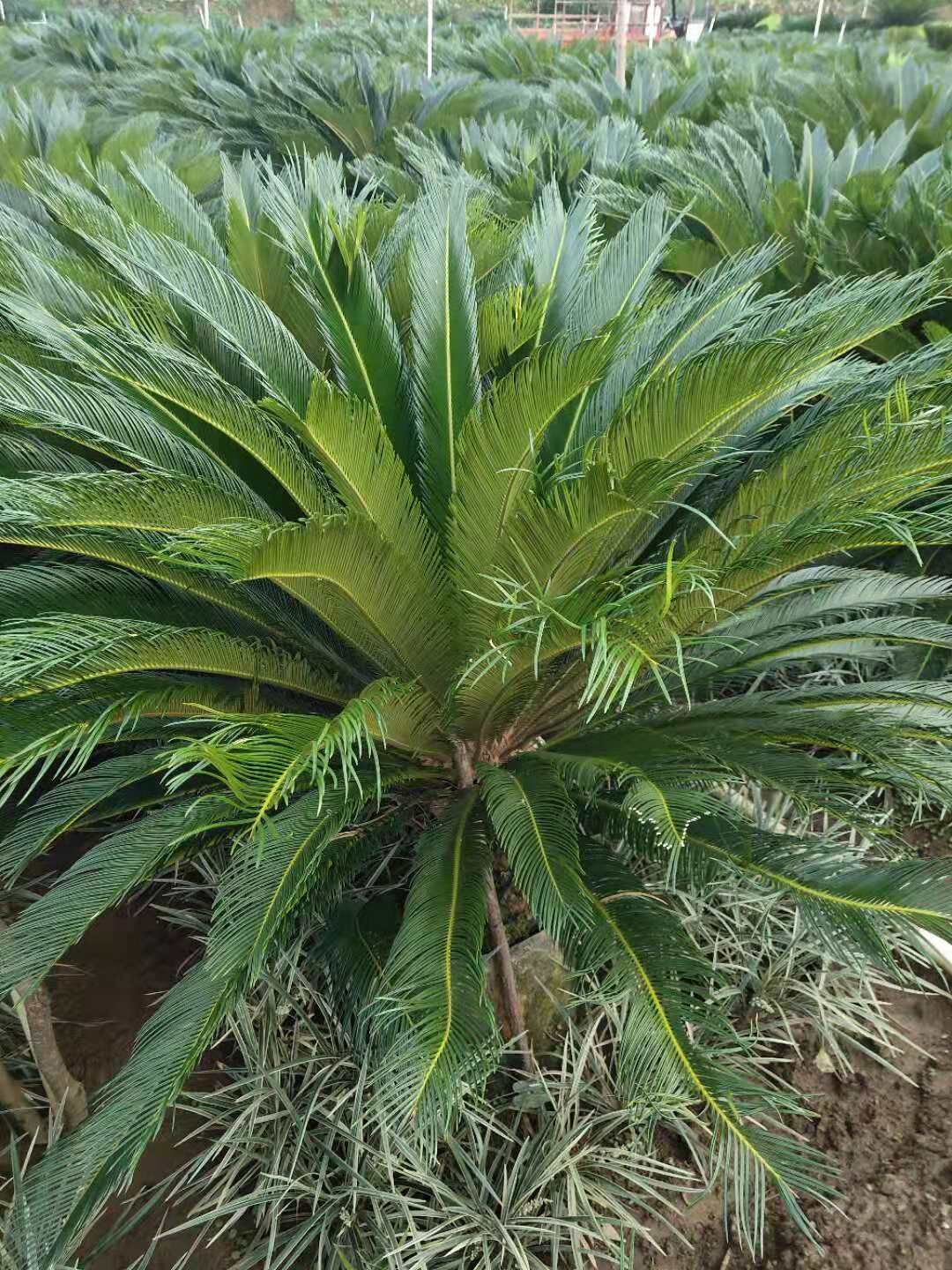 廣西蘇鐵球種植基地-廣西桂林蘇鐵球種植基地【廣西陽朔飛鷹苗木基地】