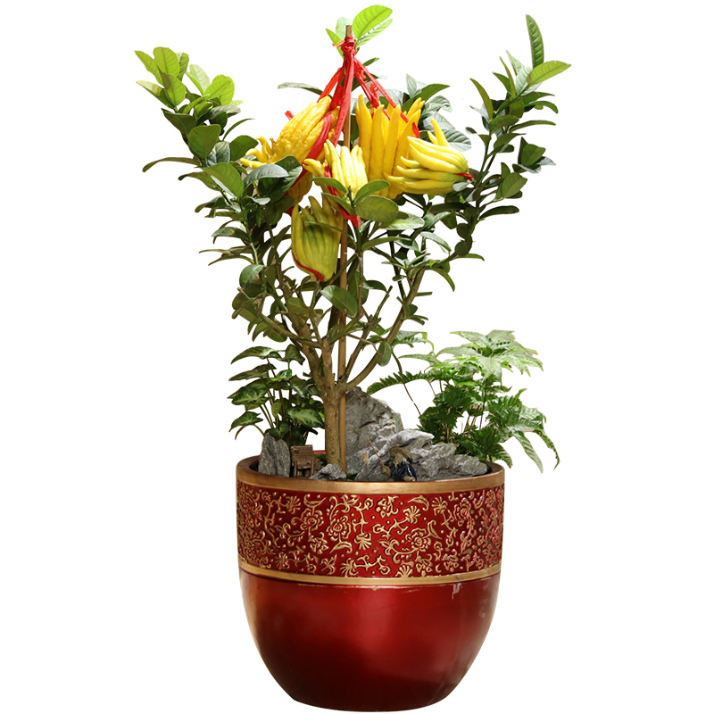 武漢花園綠化園林設(shè)計(jì)施工管理室內(nèi)外花卉植物養(yǎng)維護(hù)苗木補(bǔ)種送貨