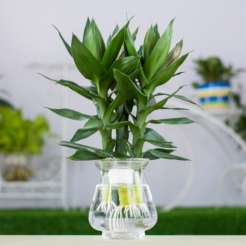 武漢陽臺(tái)綠植定制花園設(shè)計(jì)鐵藝風(fēng)格，北歐風(fēng)格花卉盆栽私人設(shè)計(jì)