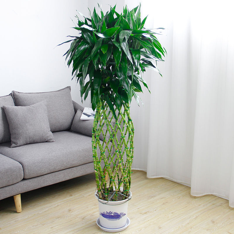 武漢戶外植物水生苗木供貨，水生荷花菖蒲水池造型設(shè)計(jì)安裝