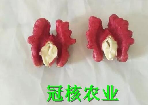 紫色果仁的核桃哪里有賣，紫仁核桃苗多少錢一顆