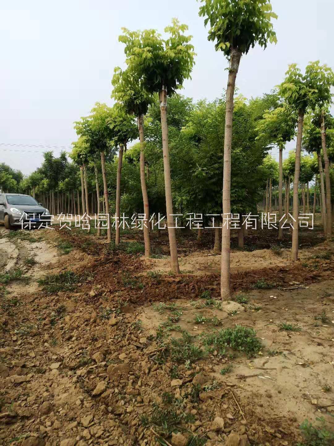 保定市8-15公分金葉復(fù)葉戚出售 金葉復(fù)葉戚批發(fā)價(jià)格 金葉復(fù)葉槭