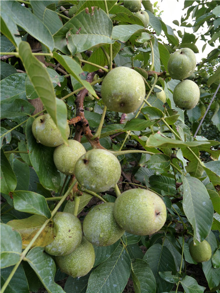 批發(fā)冠核三號薄皮核桃苗 120cm 畝產(chǎn)干果過千斤 冠核核桃苗 優(yōu)質(zhì)核桃苗