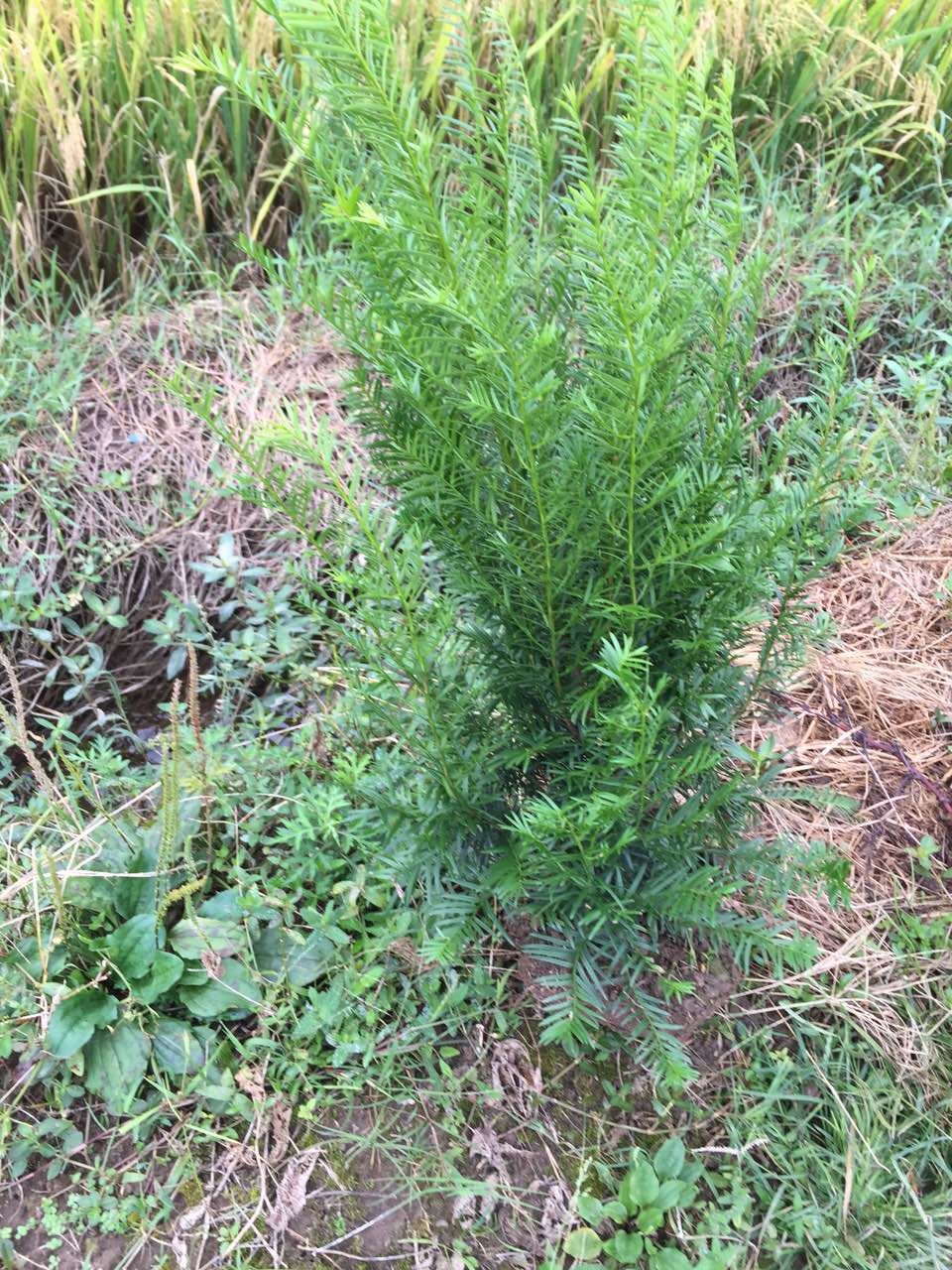 紅豆杉廠家 神奇紅豆杉|紅豆杉價格 南方紅豆杉