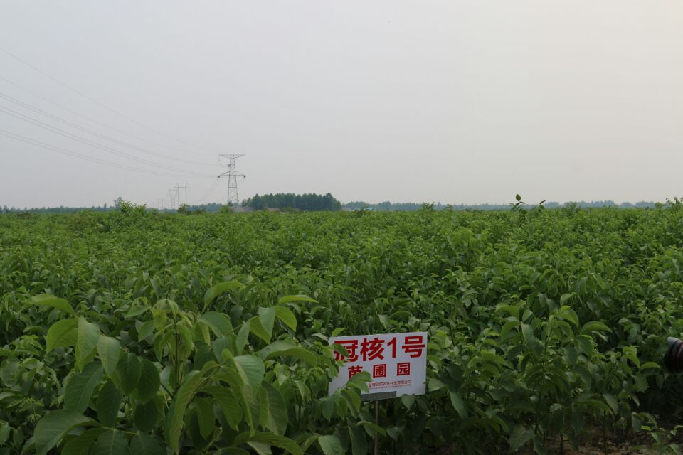 冠核一號(hào)薄皮核桃苗 純種嫁接 紙皮核桃苗