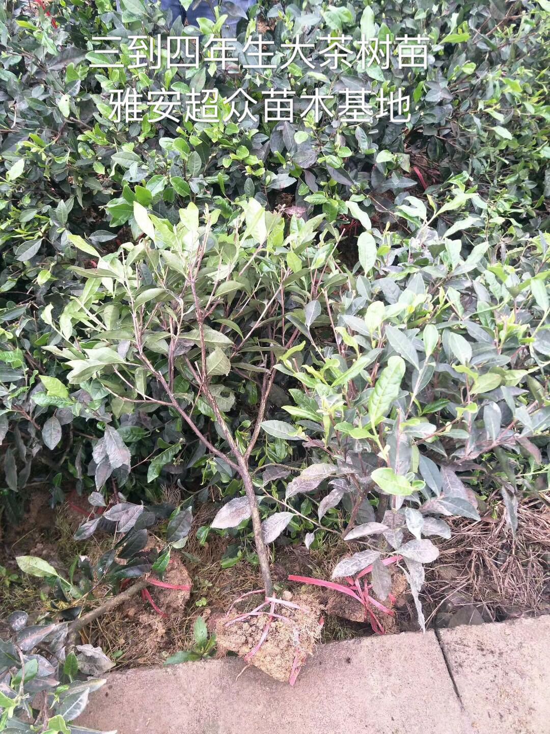 四川50-60公分高的茶葉苗，園區(qū)綠化茶樹批發(fā)，大茶樹價(jià)格