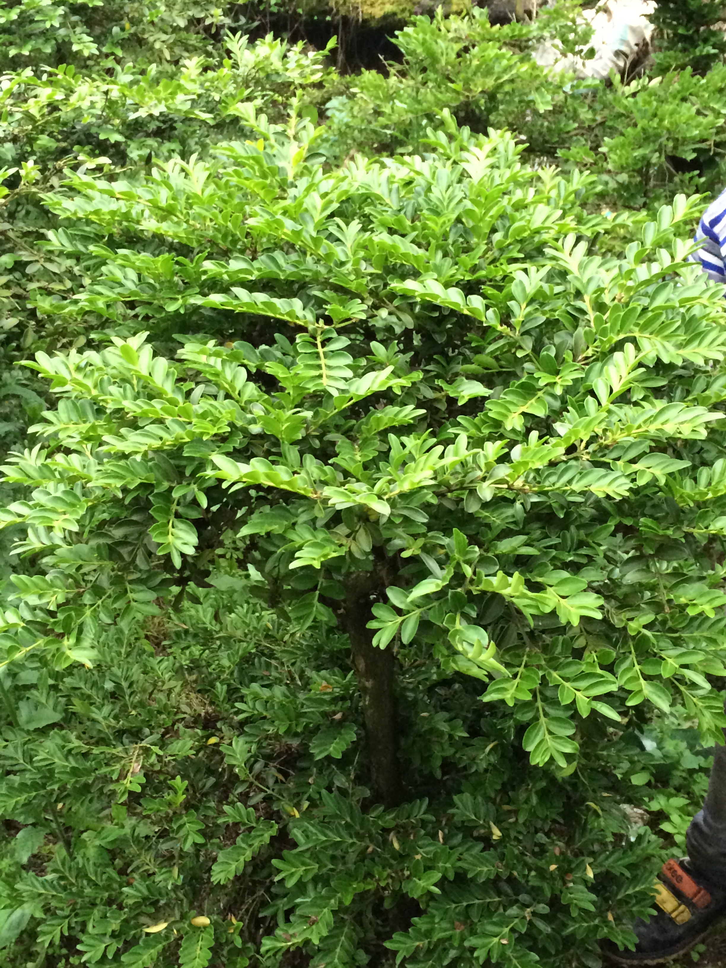 高山黃楊樹苗|高山黃楊樹苗|豆腐樹苗價格 高山黃楊