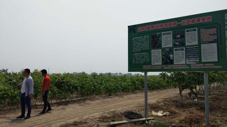 批發(fā)冠核三號薄皮核桃苗 120cm 畝產(chǎn)干果過千斤 冠核核桃苗 優(yōu)質(zhì)核桃苗