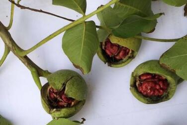 紫色果仁的核桃哪里有賣，紫仁核桃苗多少錢一顆