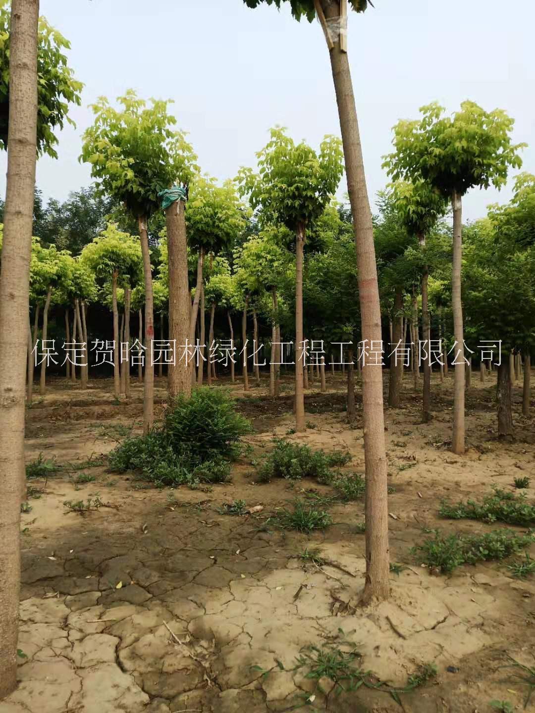 保定市8-15公分金葉復(fù)葉戚出售 金葉復(fù)葉戚批發(fā)價(jià)格 金葉復(fù)葉槭