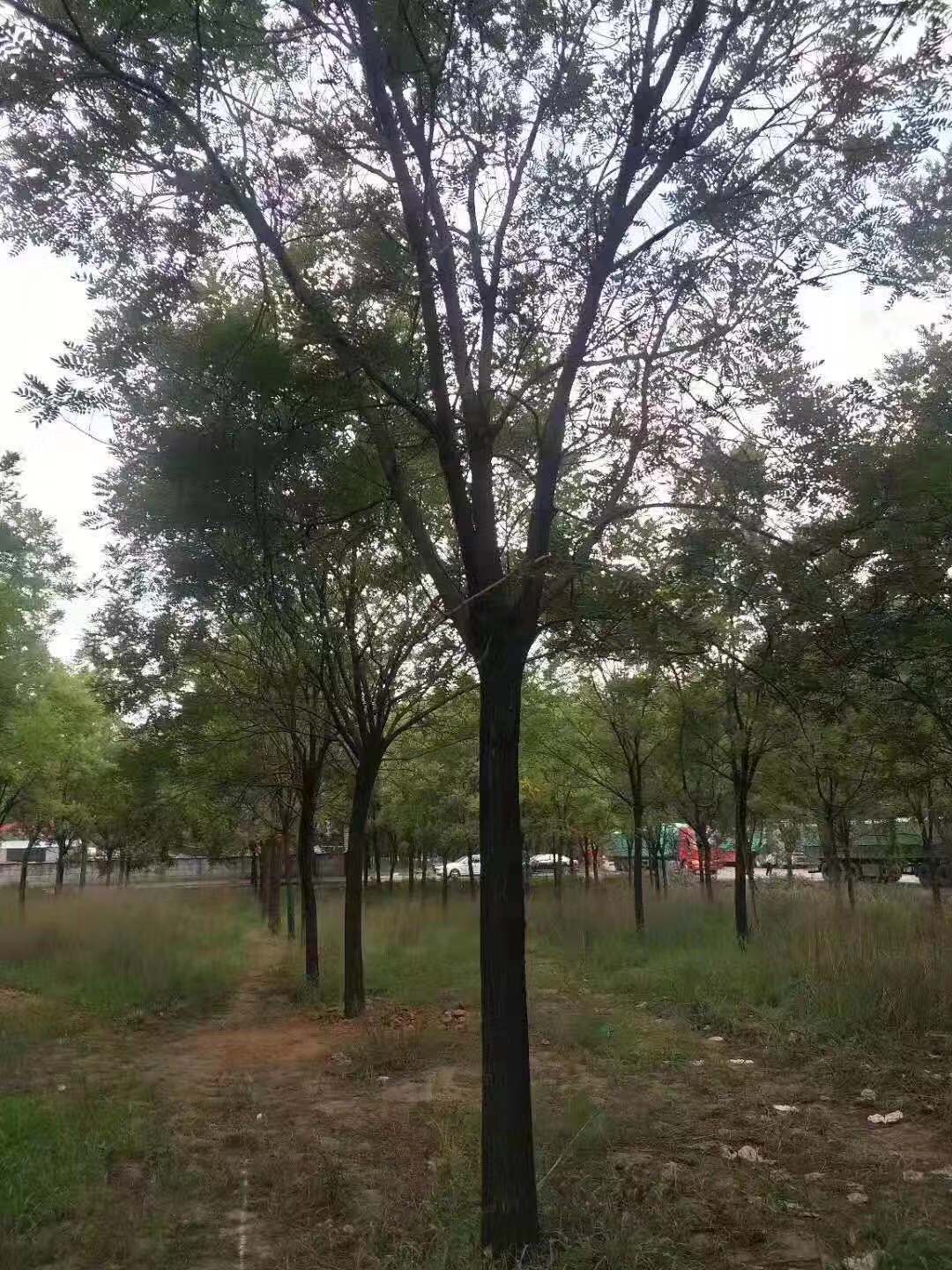 濟南18公分國槐價格多少錢