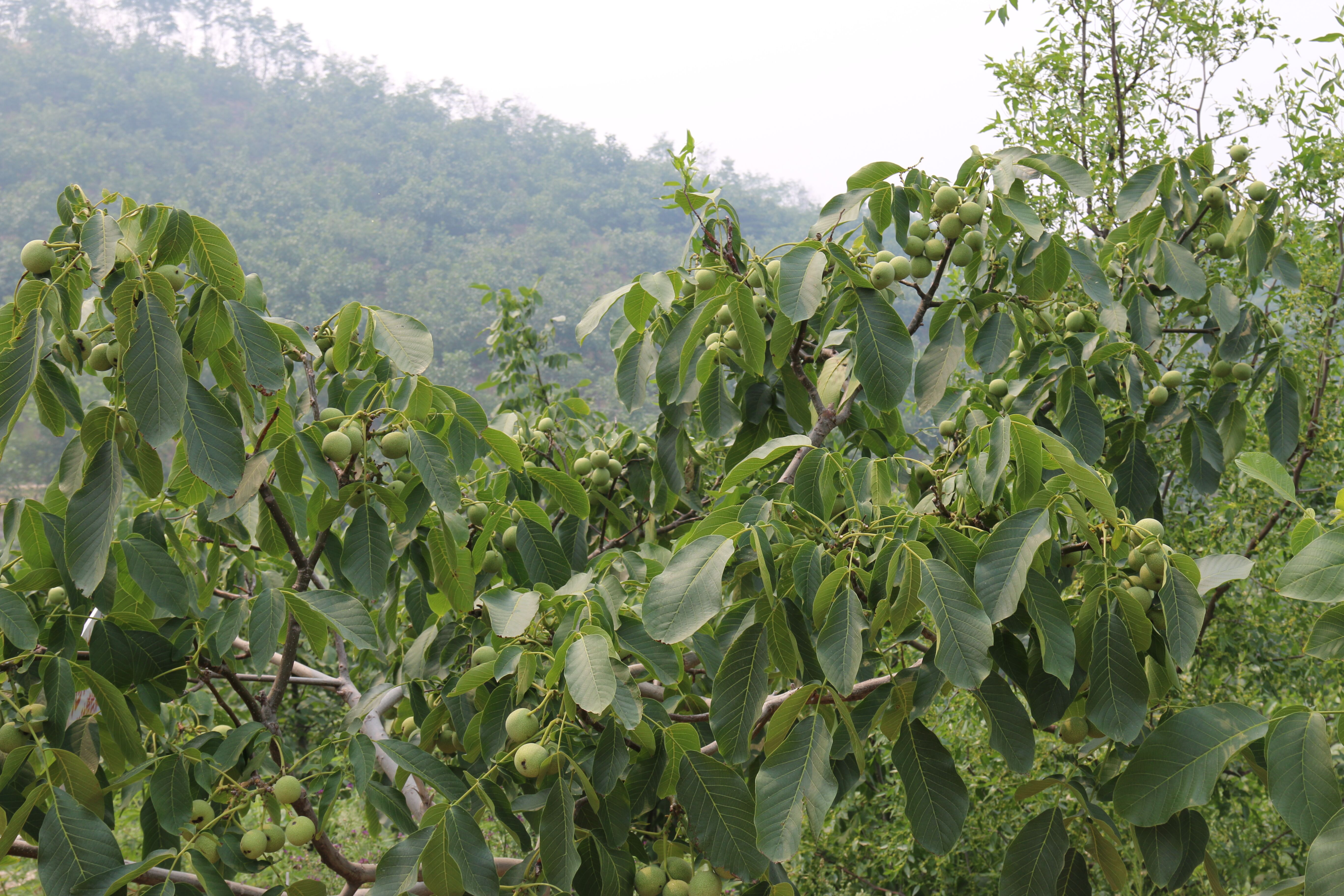 豐產(chǎn)核桃,高產(chǎn)核桃樹(shù),優(yōu)質(zhì)核桃樹(shù)，畝產(chǎn)千斤