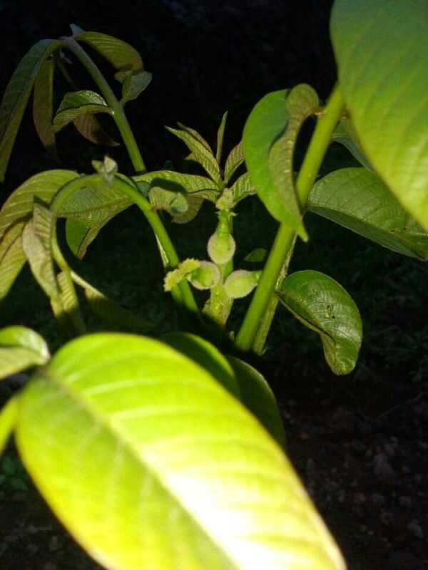 優(yōu)質(zhì)核桃苗,薄皮核桃苗,早實(shí)矮化