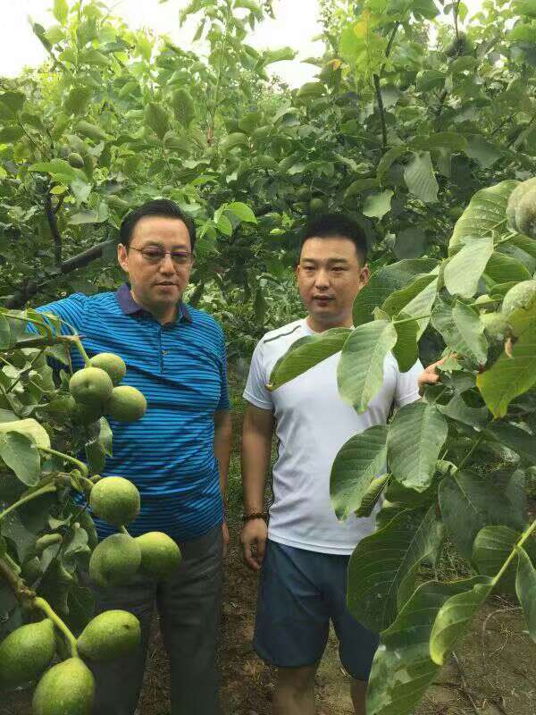 冠核三號薄皮核桃苗，早實性核桃苗，畝產(chǎn)千斤 冠核三號優(yōu)質(zhì)核桃苗 冠核三號薄皮核桃苗